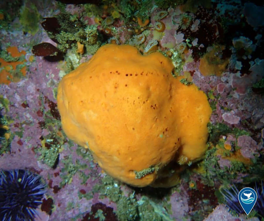 NEW SPONGE SPECIES DISCOVERED🧽 Researchers from @MBNMS and @ucsantabarbara discovered the new species of sponge in #MontereyBay National Marine Sanctuary! Megaciella sanctuarium was named after the sanctuary. Learn more for #MarineLifeMonday: mapress.com/zt/article/vie…