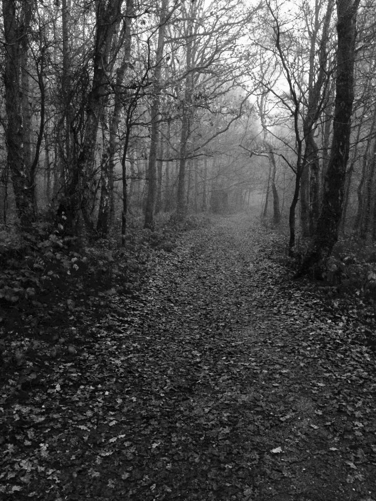 NIN75_'s tweet image. The path.......