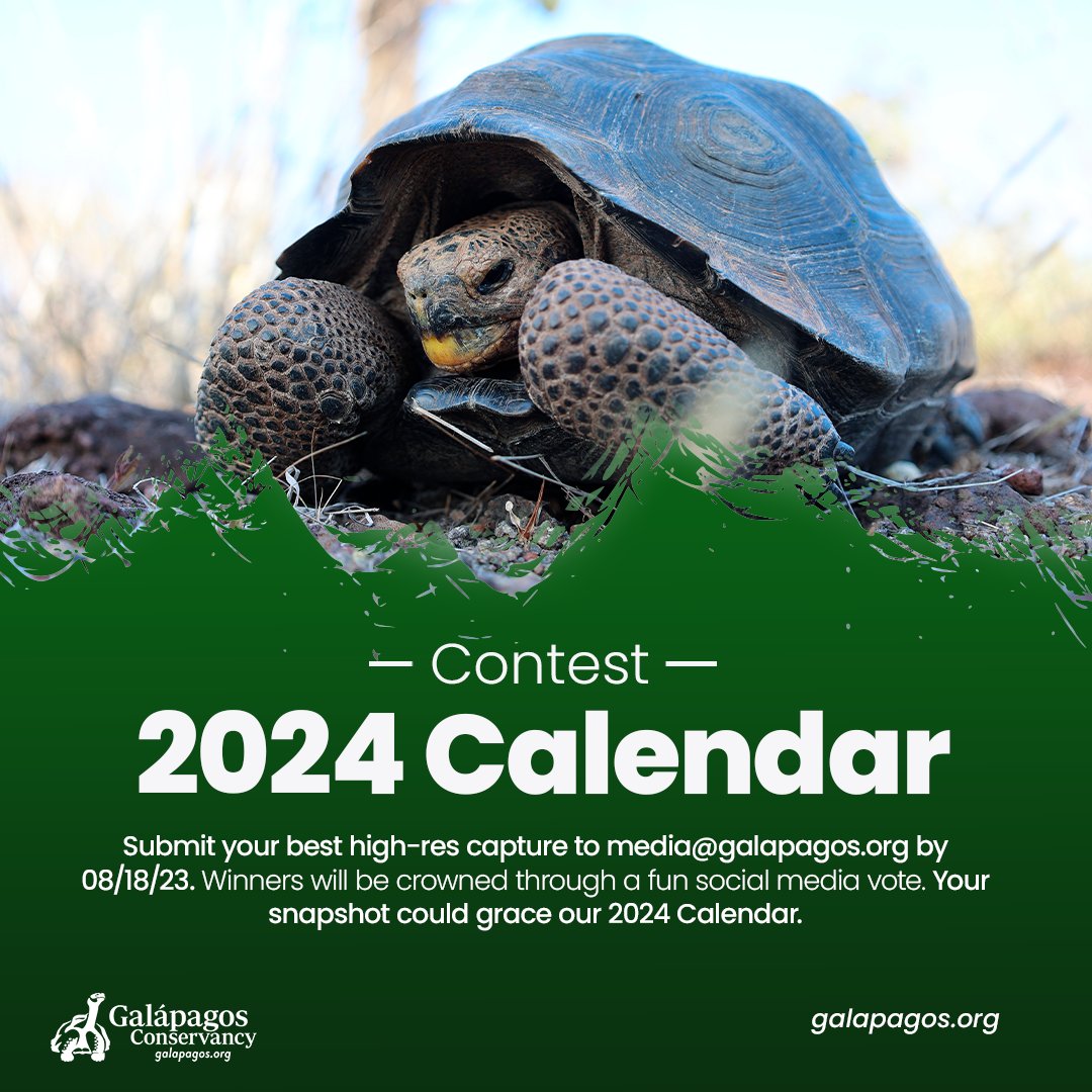 📸🌅 Galápagos Lovers Alert! Photographer or magic moment capturer? Your pic could be in our 2024 Calendar. Send your best shot to media@galapagos.org by 08/18/23. Winners chosen by social media vote. Enter now! #GalapagosMagic #PhotoChallenge2024