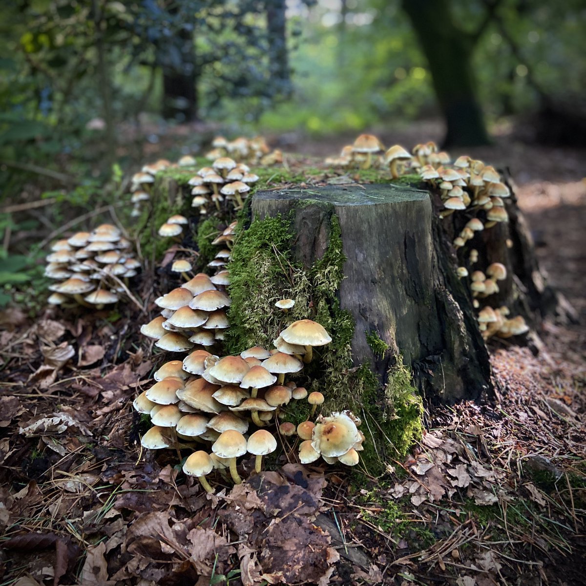 TopStumps's tweet image. Top Stump 134 #TopStumps