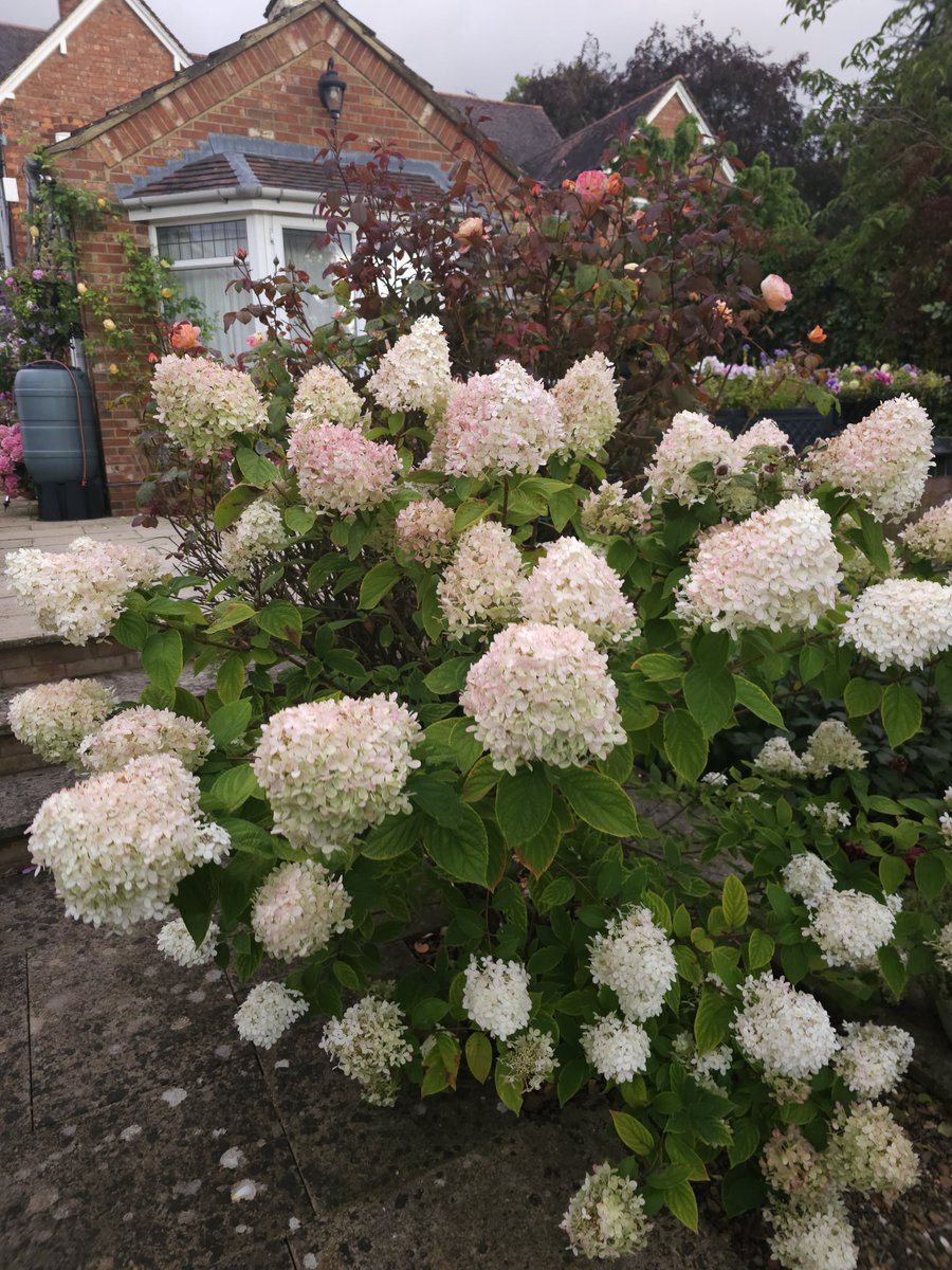 #HydrangeaMonday they are still looking awesome. Here is to a great week ahead.