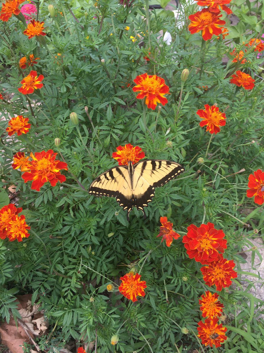 DrJstubb's tweet photo. I didn’t get my vegetable garden planted this year, but I did go all-in on my flower garden. Rewarded today with a long visit from this beautiful Eastern Tiger Swallowtail! #Kansas #Pollinators @TheKDWP https://t.co/tSk7NQ0wyV