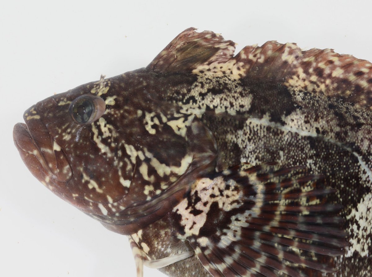 The super klipfish, Clinus superciliosus, a southern African endemic has always been an important host for our parasite studies. This species is a complex that the fish taxonomist are still busy resolving. This week in Namibia we collected 3 cool colour morphs  📸👇<a href="/NWU_WRG/">NWU_WRG</a>
