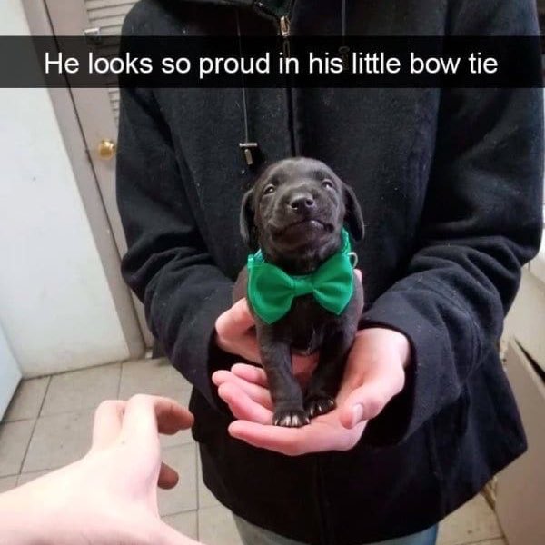 seungmin as the proud puppy in his little bow tie
