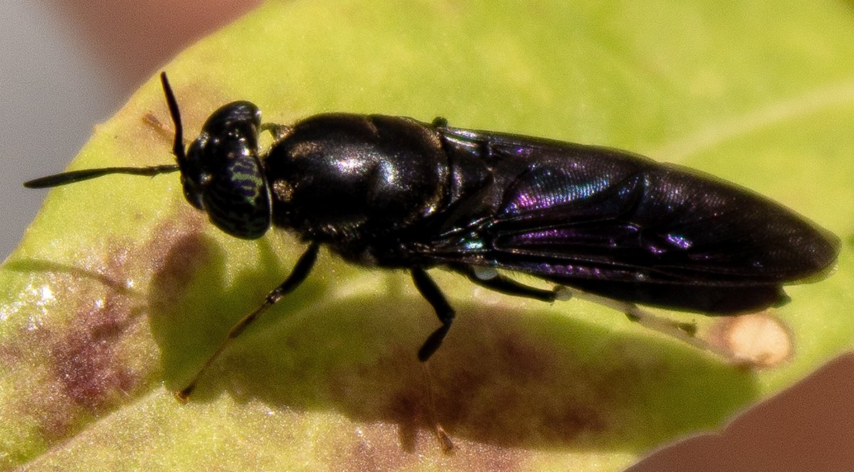 Scientists transformed leftover waste from black flies into plastics. Eventually, that same type of bug might one day help biodegrade those plastics once their useful life is over. The researchers explain how at #ACSFall2023: brnw.ch/21wBDIp