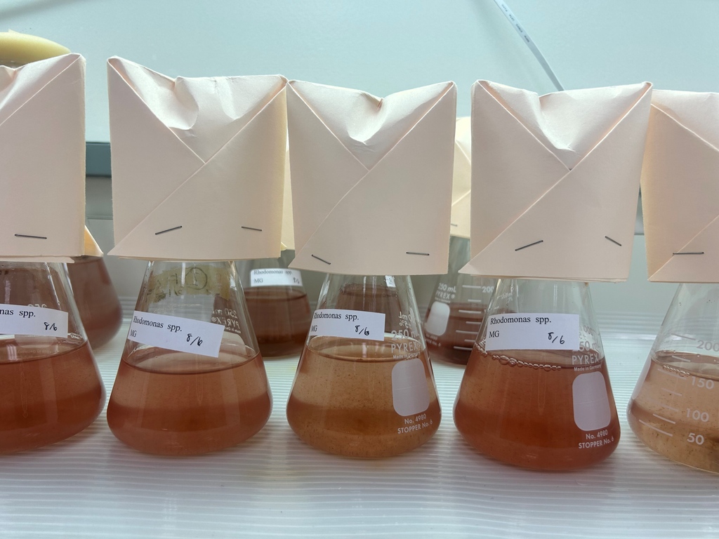 HubbsResearch's tweet image. Happy Monday! At HSWRI&apos;s Misson Bay lab, we are culturing four main microalgae species to feed our larval scallops and sea cucumbers. The microalgae species include Rhodomonas, Tischyrsis lutea, Chaetoceros calcitrans, and Tetraselmis suecica. #microalgae #marineresearch #algae
