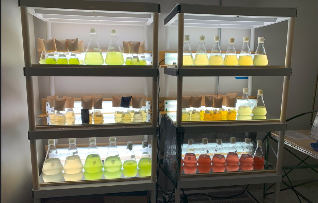 HubbsResearch's tweet image. Happy Monday! At HSWRI&apos;s Misson Bay lab, we are culturing four main microalgae species to feed our larval scallops and sea cucumbers. The microalgae species include Rhodomonas, Tischyrsis lutea, Chaetoceros calcitrans, and Tetraselmis suecica. #microalgae #marineresearch #algae