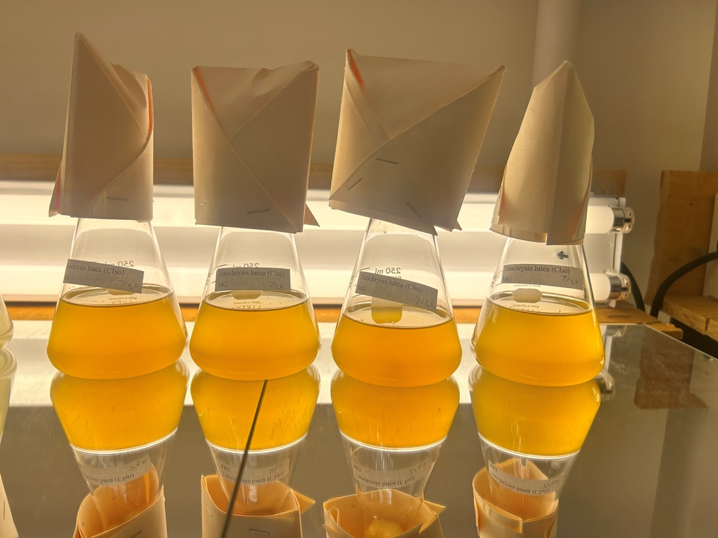 HubbsResearch's tweet image. Happy Monday! At HSWRI&apos;s Misson Bay lab, we are culturing four main microalgae species to feed our larval scallops and sea cucumbers. The microalgae species include Rhodomonas, Tischyrsis lutea, Chaetoceros calcitrans, and Tetraselmis suecica. #microalgae #marineresearch #algae