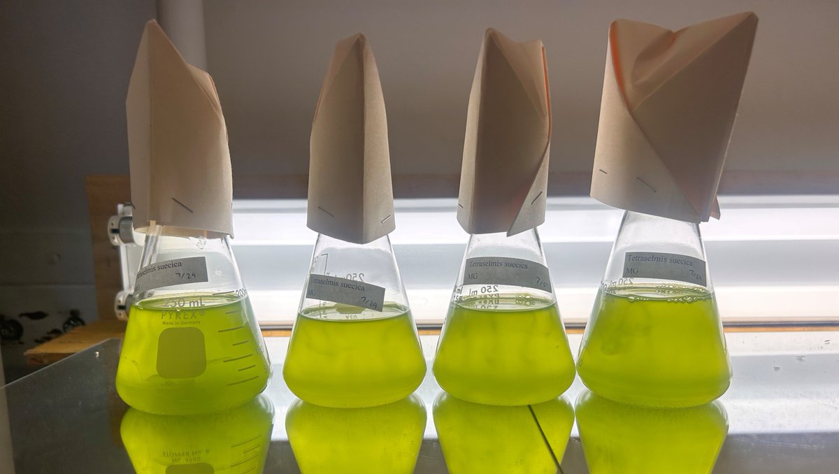 HubbsResearch's tweet image. Happy Monday! At HSWRI&apos;s Misson Bay lab, we are culturing four main microalgae species to feed our larval scallops and sea cucumbers. The microalgae species include Rhodomonas, Tischyrsis lutea, Chaetoceros calcitrans, and Tetraselmis suecica. #microalgae #marineresearch #algae