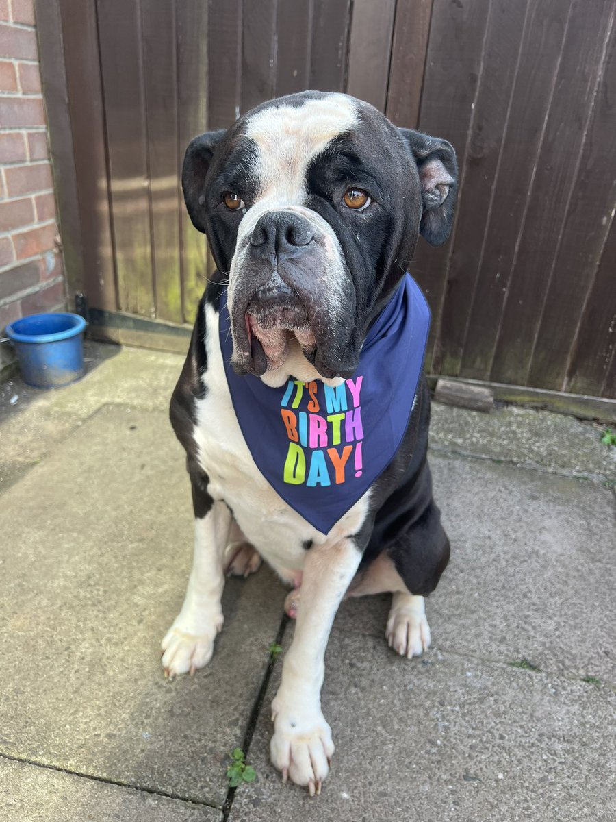 danieBroster's tweet photo. @AldiUK @AldiUK  Roscoe - biggggg dog 🐾 https://t.co/UUrNynzsTY