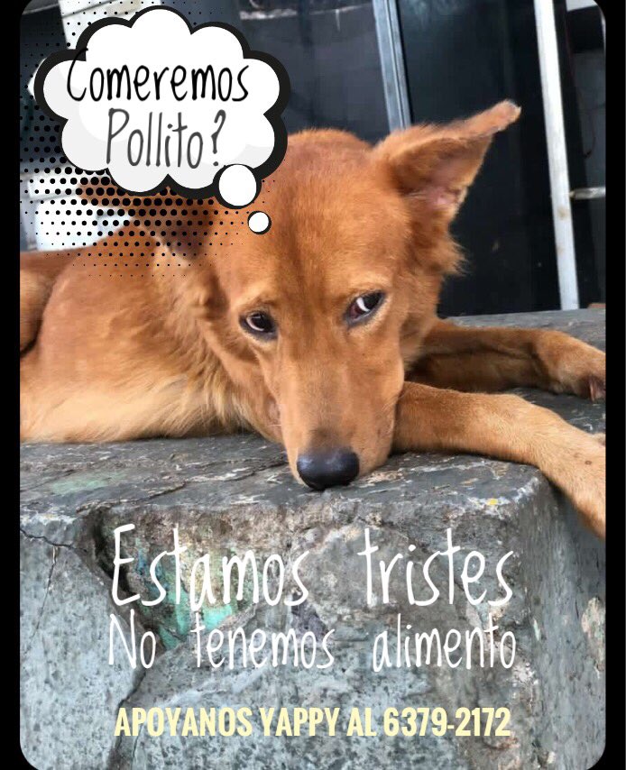 Mascotassinfronteras tweet media