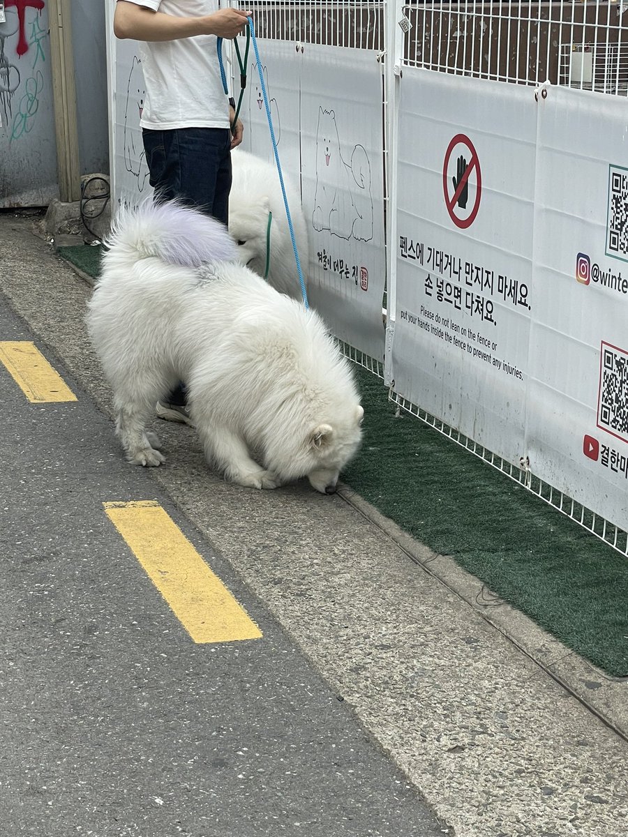 LaBombandthings's tweet photo. 겨울이머무집 Gyeouri Meomuneun house 🥹 บ้านน้องชามอย คาเฟ่หมาที่น่ารักมาก น้องๆขนฟูฟ่อง ย่านฮงแด มีคิวเข้าคาเฟ่นะ 💖 เราไม่ได้เข้า แต่เราพักข้างบ้านน้อง เจอกันทุกเช้าเลย มีฟามสุขมากกก งือออ #คาเฟ่หมา #รีวิวเกาหลี #คาเฟ่เกาหลี #คาเฟ่ฮงแด https://t.co/fYGSUssXVN