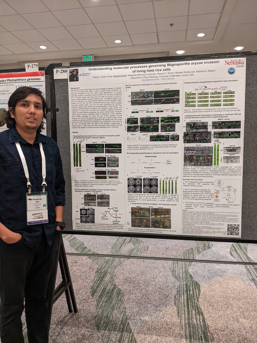 Visit poster P-280  @plantdisease
 APS  Meeting 2023 today and tomorrow if you are interested in learning 'Molecular mechanism underpinning biotrophic growth of blast fungus in rice host cells'. @WilsonLab @UNL_PlantPath