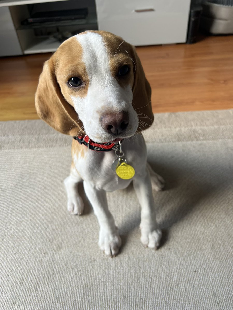danieBroster's tweet photo. @AldiUK @AldiUK Lenny - small 🐾 https://t.co/AtK9hiYEZh