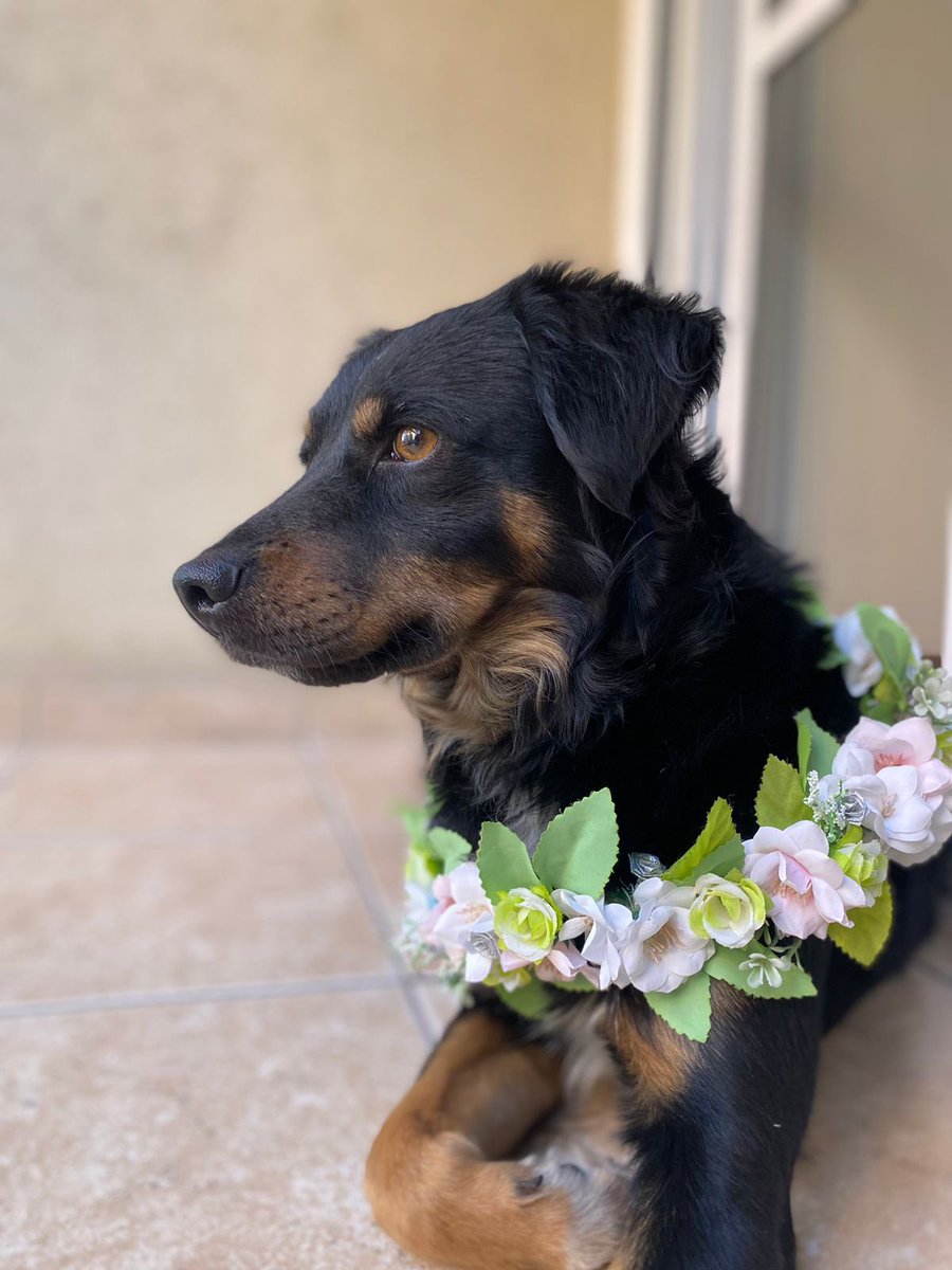 azarmajo's tweet photo. SOY LUPU Y BUSCO HOGAR ♥️🏡

Soy tamaño peque, muy mimoso y compañero. 🩷

Hace meses que busco un hogar, ando de dpto en dpto y me gustaría encontrar mi hogar definitivo 🥰

Te animas a que seamos compañeritos de vida?

Me ayudas difundiendo🙏

3834213300 Majo 
@VivireNuevaCba https://t.co/MQi36daDLy