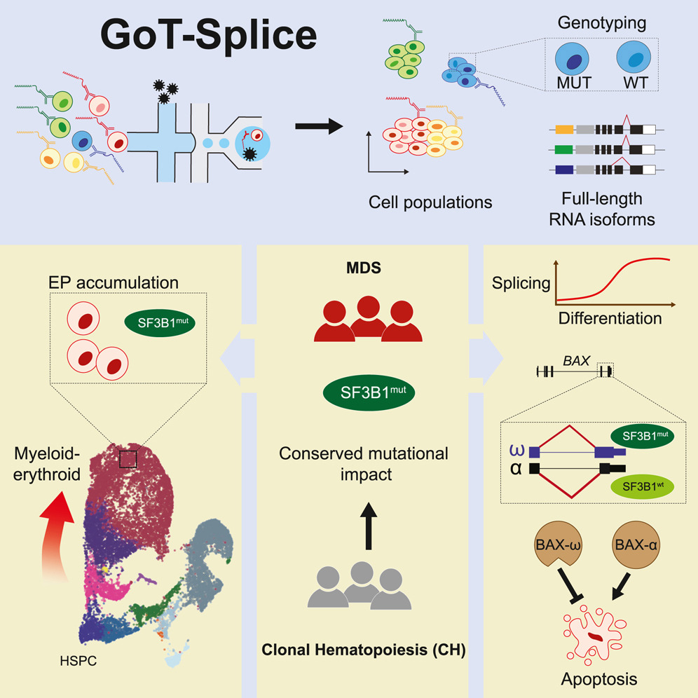 Dan Landau (@landau_lab) on Twitter photo ✂️Splice splice baby!✂️
New paper just out in <a href="/CellStemCell/">Cell Stem Cell</a> integrating <a href="/nanopore/">Oxford Nanopore</a> long read single-cell isoform mapping into our broader genotype-phenotype vision for clonal mosaicism !
authors.elsevier.com/a/1hat96tu0Cm5… ✂️Splice splice baby!✂️
New paper just out in <a href="/CellStemCell/">Cell Stem Cell</a> integrating <a href="/nanopore/">Oxford Nanopore</a> long read single-cell isoform mapping into our broader genotype-phenotype vision for clonal mosaicism !
authors.elsevier.com/a/1hat96tu0Cm5…