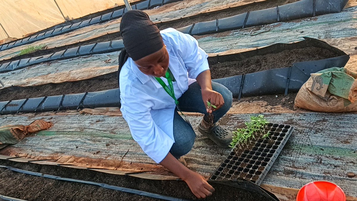 GrowchureM's tweet photo. Without a doubt, agriculture has proven to be the most valuable contributor to Nigeria's economic growth in recent times.

Why not join the moving train. What's delaying you??

#EYiABeta #SFarmLab #growchuremaestro #agriculture #GDP https://t.co/34fg7kfMKR