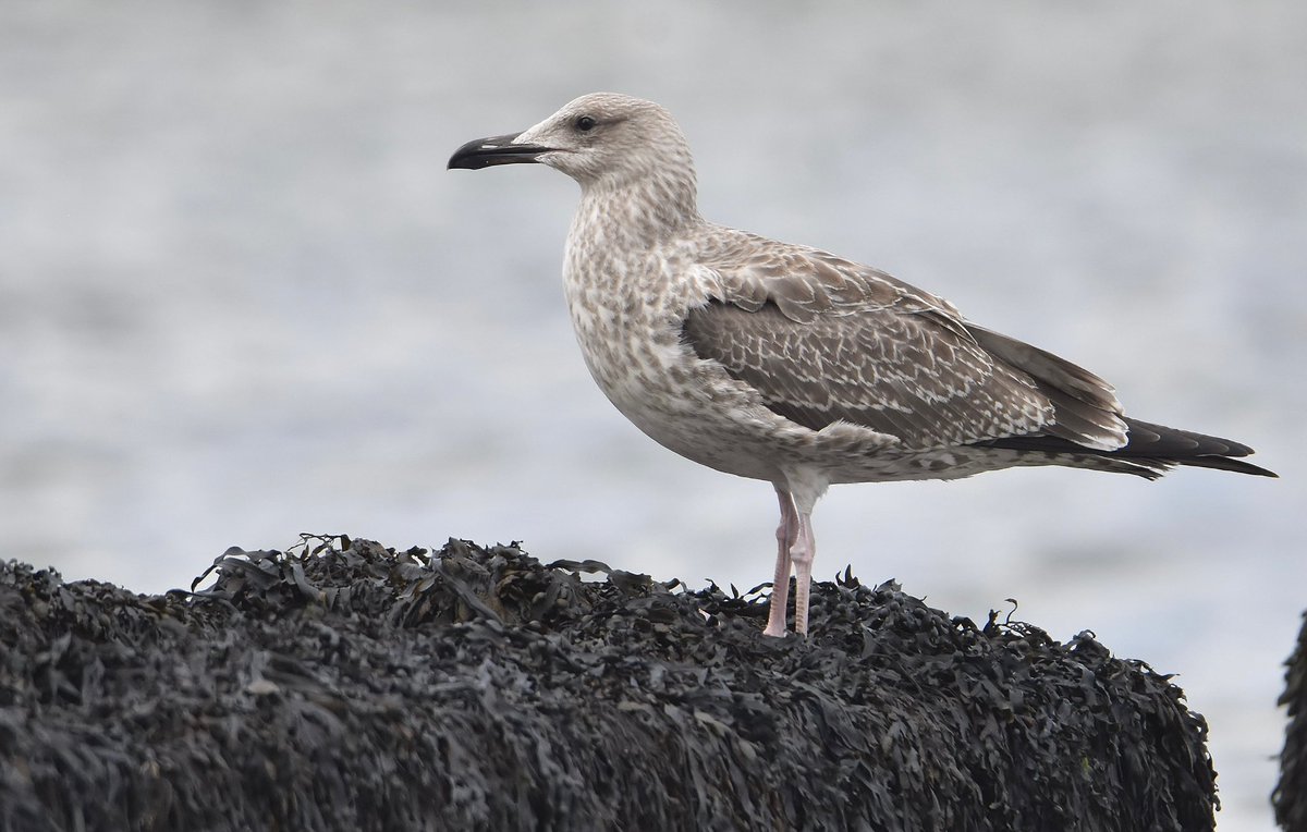 Pretty incredible afternoon at Cromer yesterday with @_danielowen. No fewer than 9 juvenile Caspian Gulls of all shapes and sizes (plus a 1st-summer). Some really smart individuals too. 3 different birds pictured below.