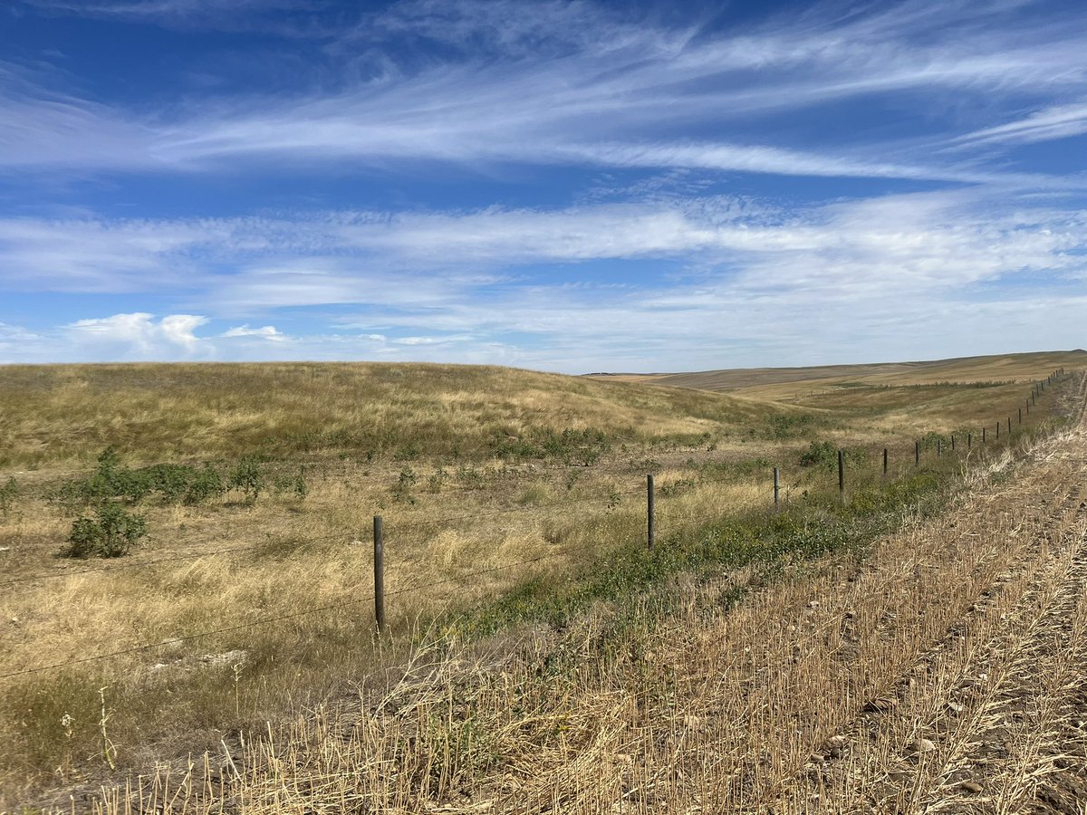 Kyla McLean tweet media