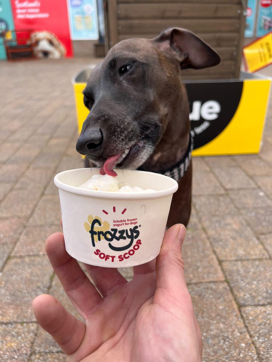 Frozzys for Dogs tweet media