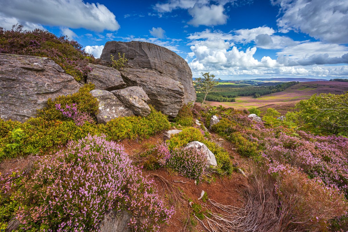 mark_hume's tweet photo. Glorious colour from the heather in full bloom around the Northumberland Hills. #heather #northumberland #drakestone #landscapephotography @CanonUKandIE https://t.co/jSMHXV7SNK