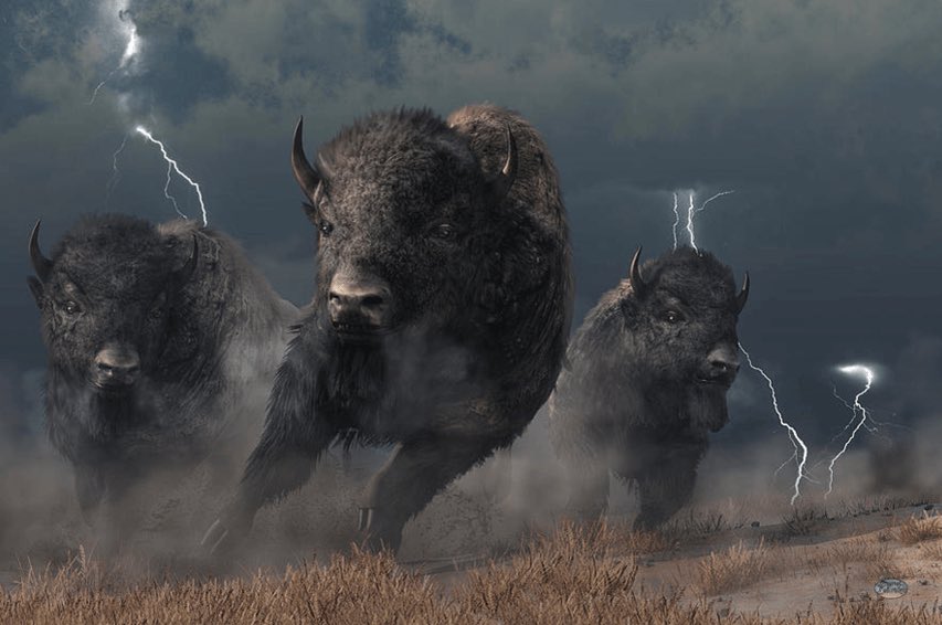 nickstillson's tweet photo. It’s time for the Buffalo mindset, charge into the storm and embrace it, have gratitude for it as you go. Come out the other side a better person. 

 @zachhomol_  and @Jungle__Jay changed my perspective. No more being the cow. #DoHardThings23 https://t.co/k79Qc1lrxy