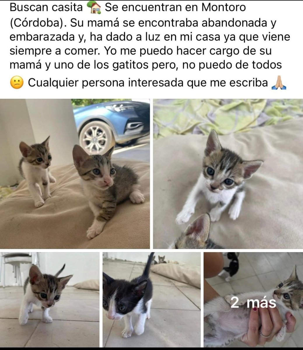 MRios_97's tweet photo. 🚨🚨 Se necesita adopción urgente 🚨🚨

Para cualquier consulta no dudéis en escribirme https://t.co/2iwgTvx8hs