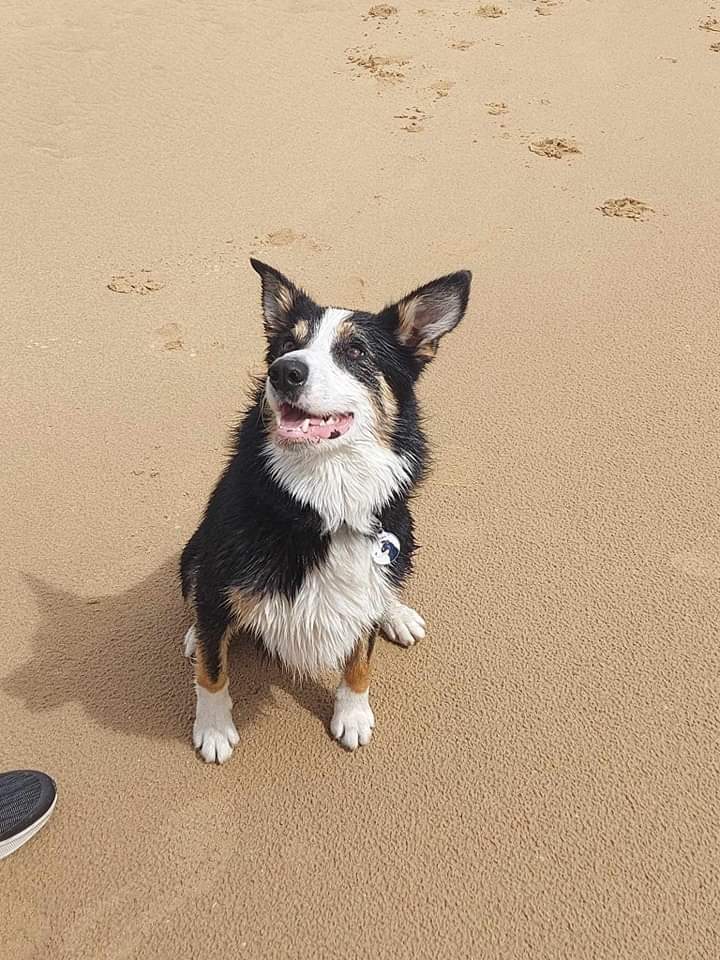 MissingPetsGB's tweet photo. 🐕 MISSING BOBBIE lost from home around 6pm 12 August 2023 in Tirgracy Road #Antrim #BT41
His family are very upset & worried about him. He is afraid of loud bangs and busy traffic. Will chase traffic if scared. 3yrs old. BOBBIE is chipped. https://t.co/RDOAZxWBM3 https://t.co/utXd9WxkKw