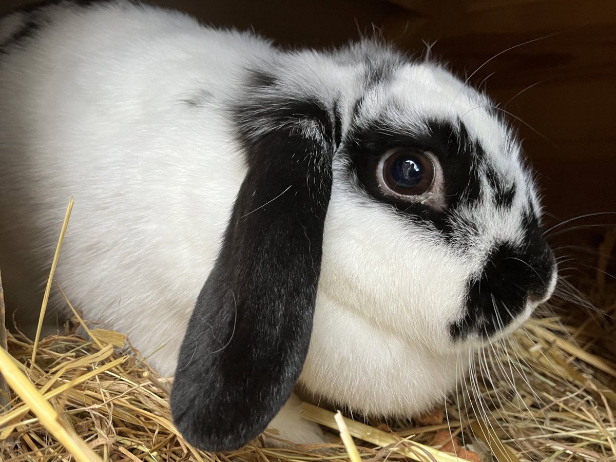 Lola_ShihTzu's tweet photo. We found this bunny in next doors front garden. His carry crate was open and he was happy hopping around. It’s dangerous by the road so Jo put him/her in Marge’s hutch. (Not with Marge!)
DM me if you know anyone missing a rabbit in B15.
#MissingRabbit https://t.co/1FbCWK7rfP