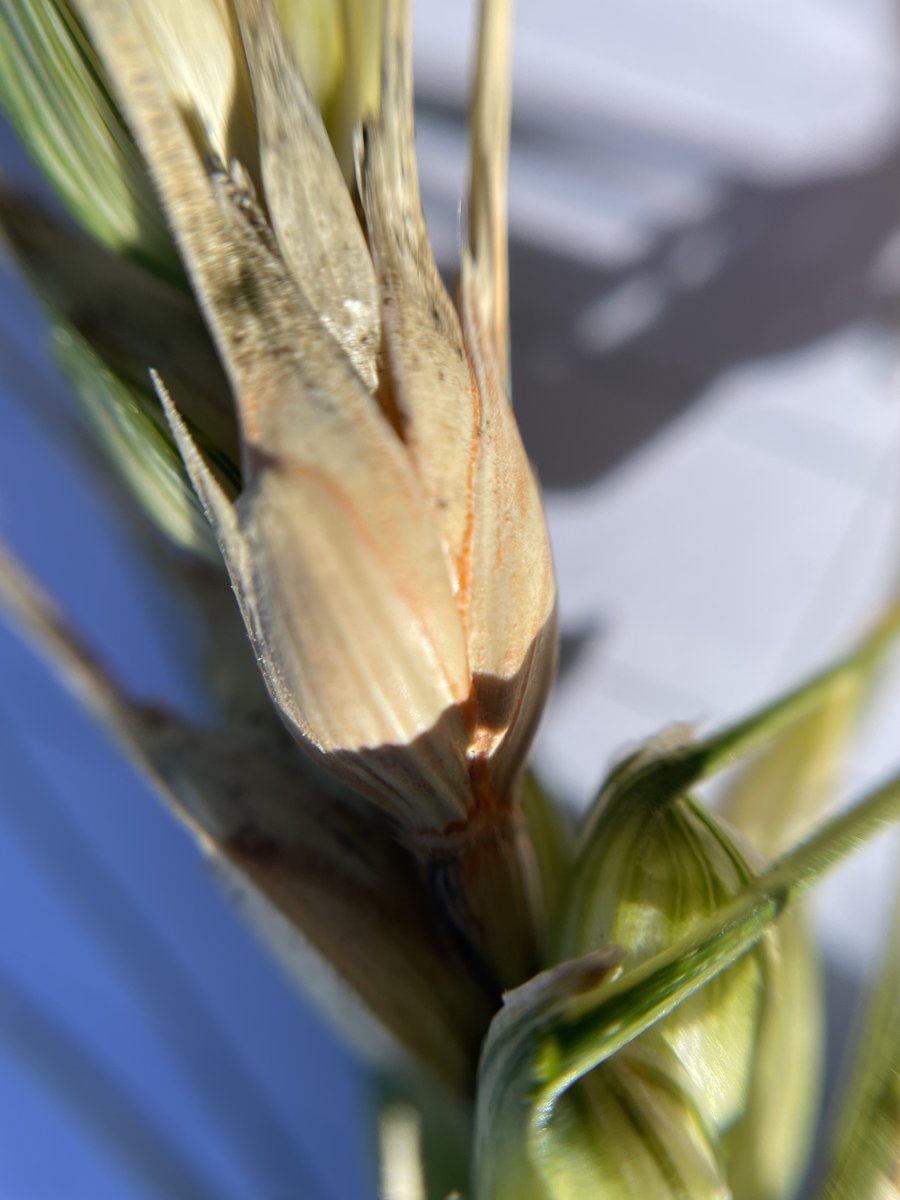 Looking for tips to reduce your risk of Fusarium Head Blight, not just for this year but for the next time you grow a susceptible crop?

saskatchewan.ca/business/agric…

#SaskAg #CropProductionNews