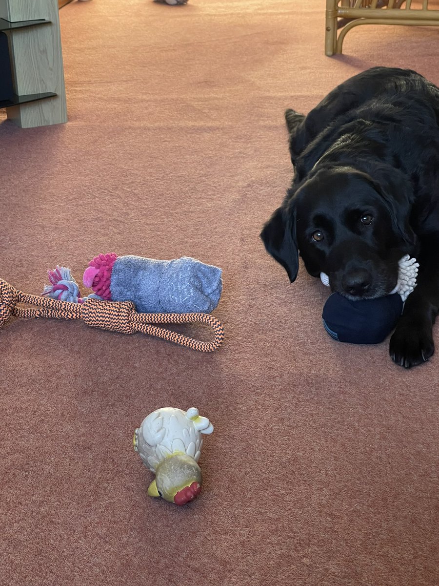 IanBatchelors's tweet photo. @GuideDogEnya happy with recycled toys . Shame we don’t follow her lead https://t.co/7c1FVXUol6