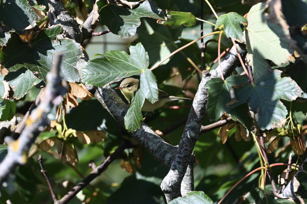 Peekaboo in Millcombe Valley #Lundy #birdobservatory #ornithology #birds