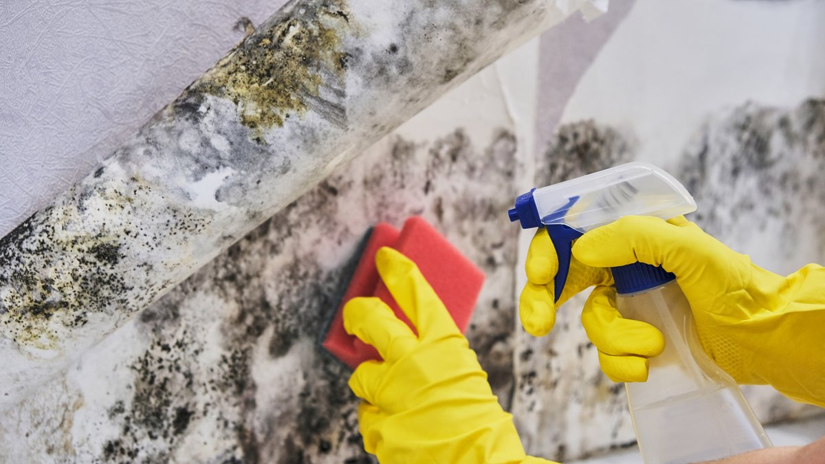 Mold and mildew growing on surfaces is one of the biggest problems after a flood. If a building was unable to be dried out within 24-48 hours after a flood, it probably has mold growing in it.

Read about mold and how to protect your health after flooding: bluecrossvt.org/health-communi…