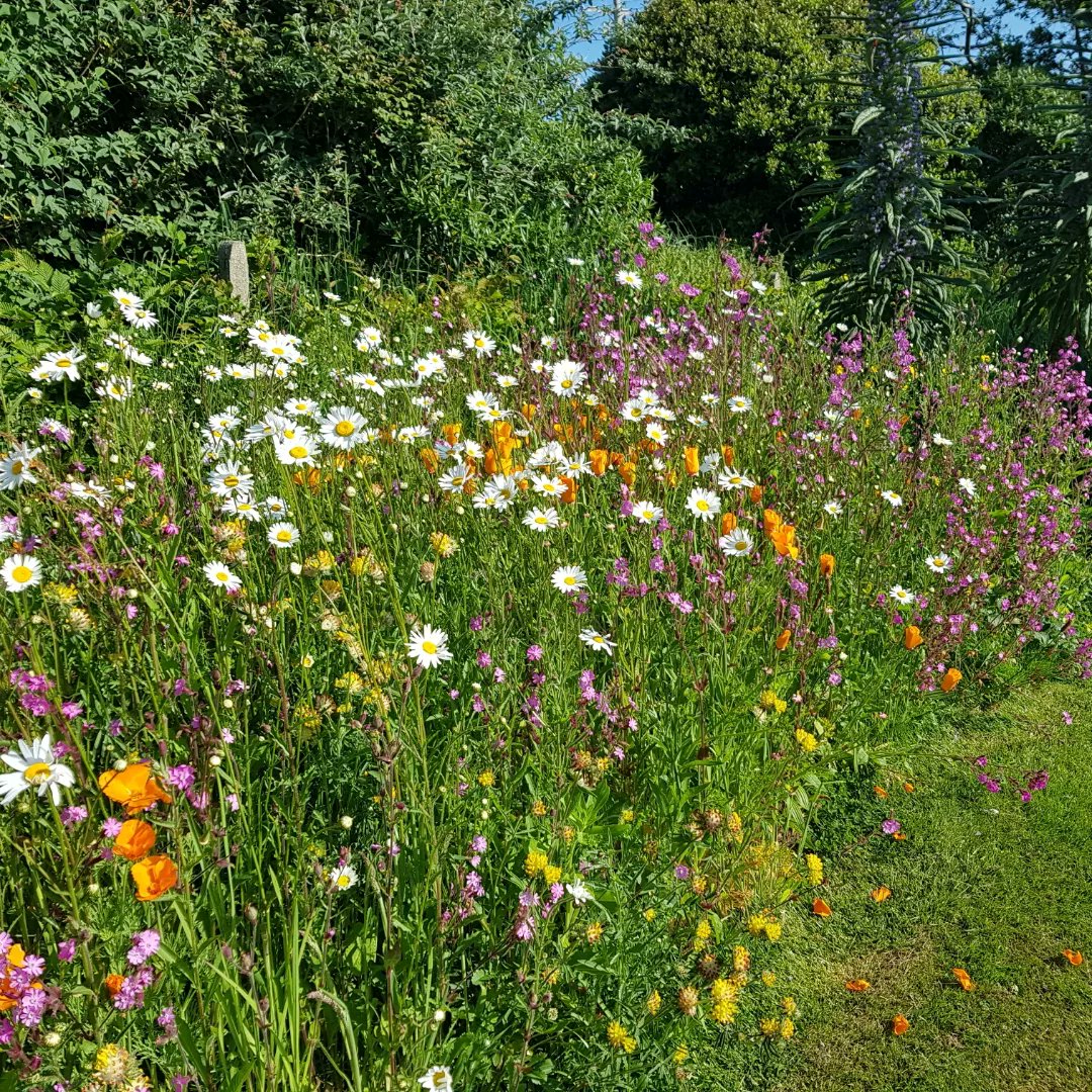 The fabulous Year after Year Colour Impact Mix 🌸

We're planning on tweaking this recipe to make it the most bright and bold wildflower mix there is, we want your input!! - What species would you like to see us include in the mix? Comment your favourite species below.