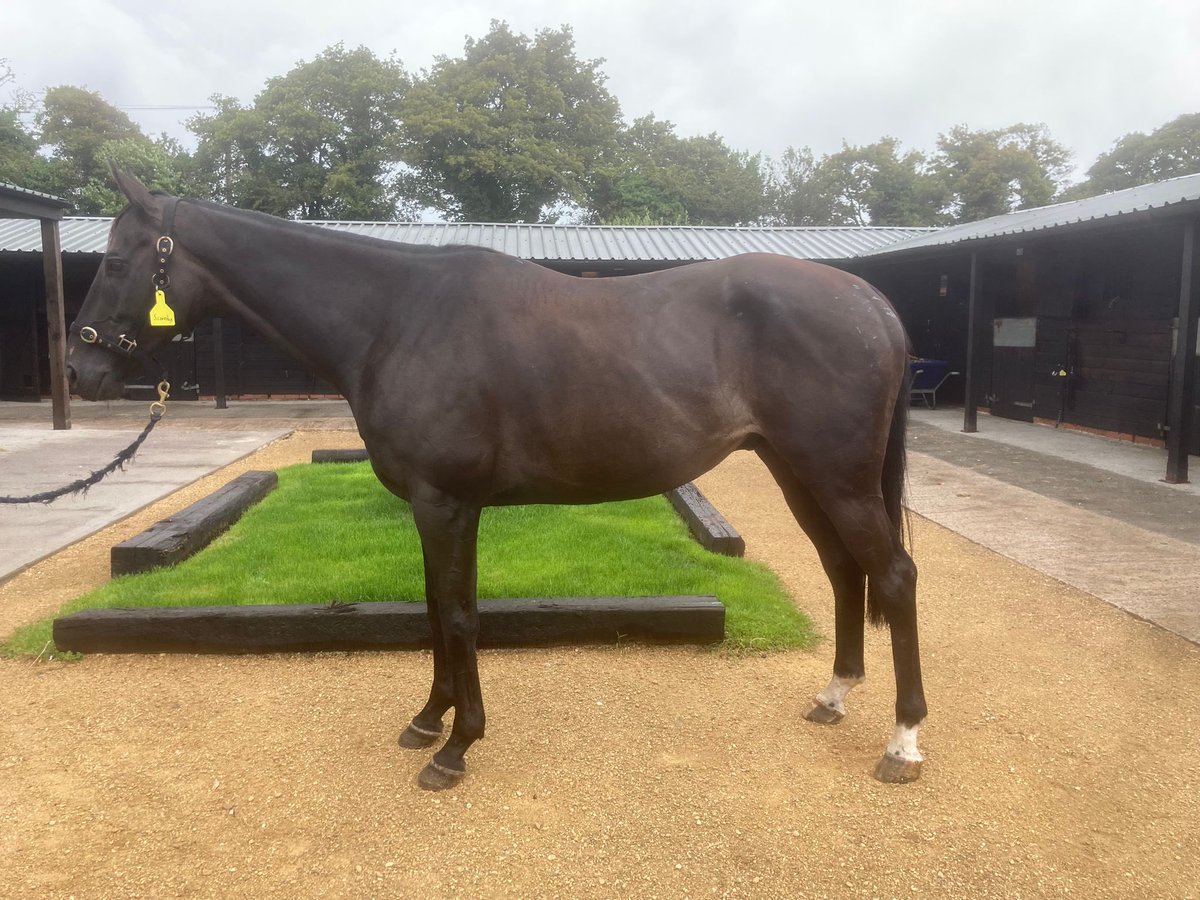 Woolminstone1's tweet photo. Scoresby (six year old by Millenary) has been point to pointing last season – form figures in the pointing field of 2,3 and 1 read well and he is now back in training in a National Hunt yard. Ben is aiming to have him ready to run in the early Autumn in a hurdle race. https://t.co/5O2qfMZGzZ