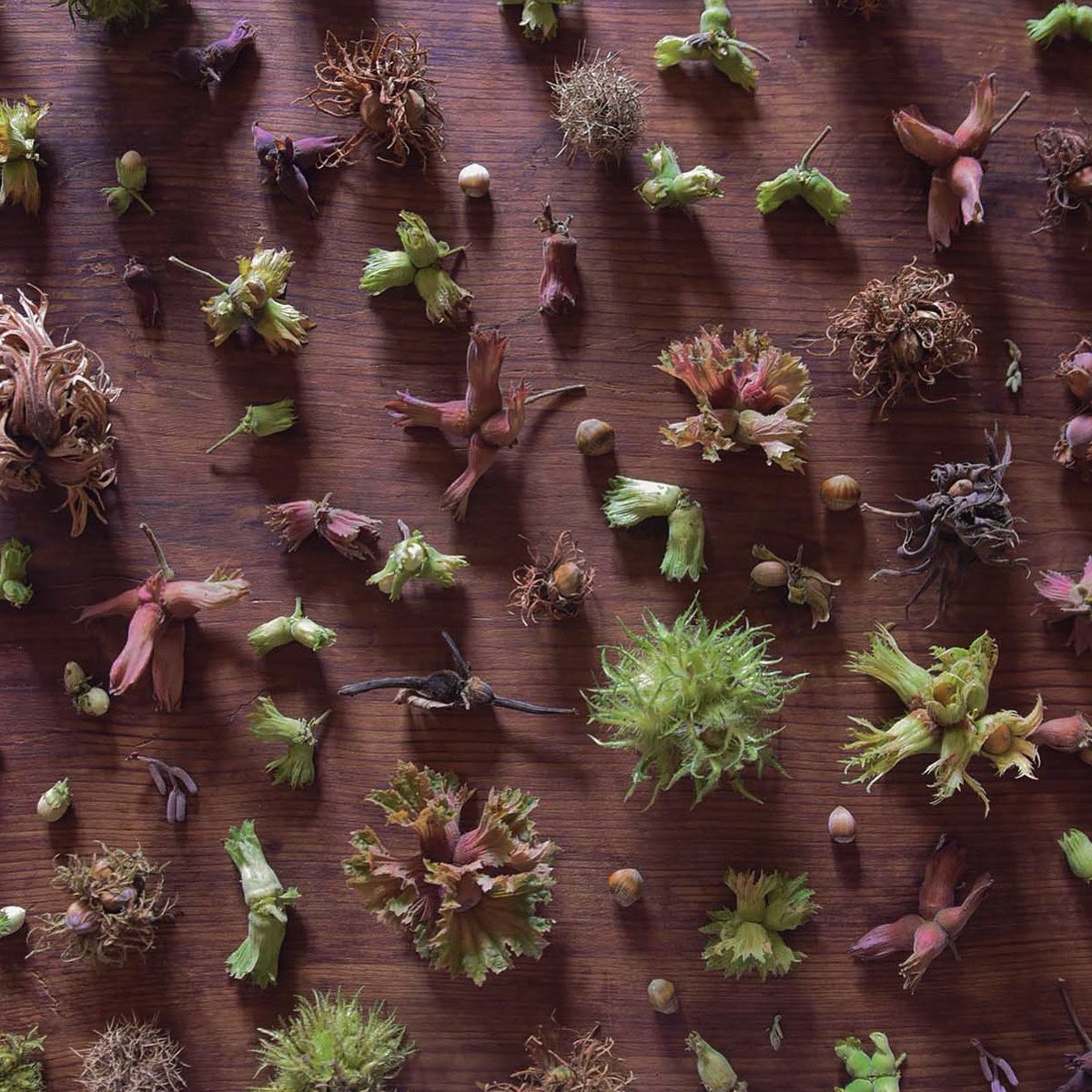 Hazelnut diversity. In preparation for my book 'Die Haselnuss' which will be published this month. 

Pre-order whereever books are available. Written in German. 
ISBN: 978-3-03902-181-9