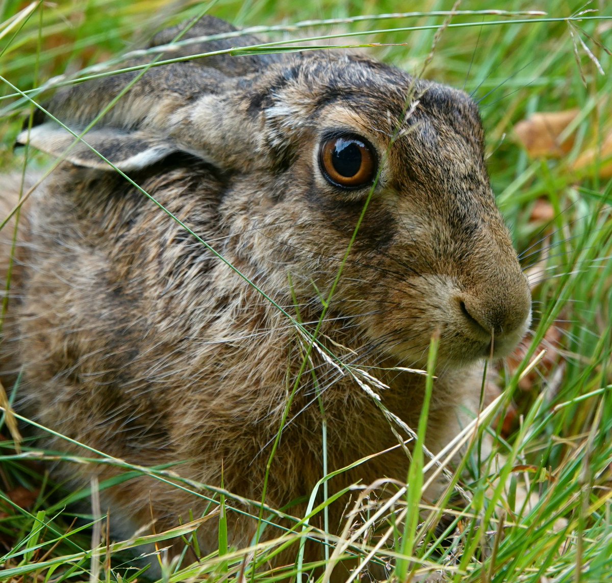 Hare at harvest. Althorp estate.
Conservation@althorp.com #hare #harvest #althorpestate #organic