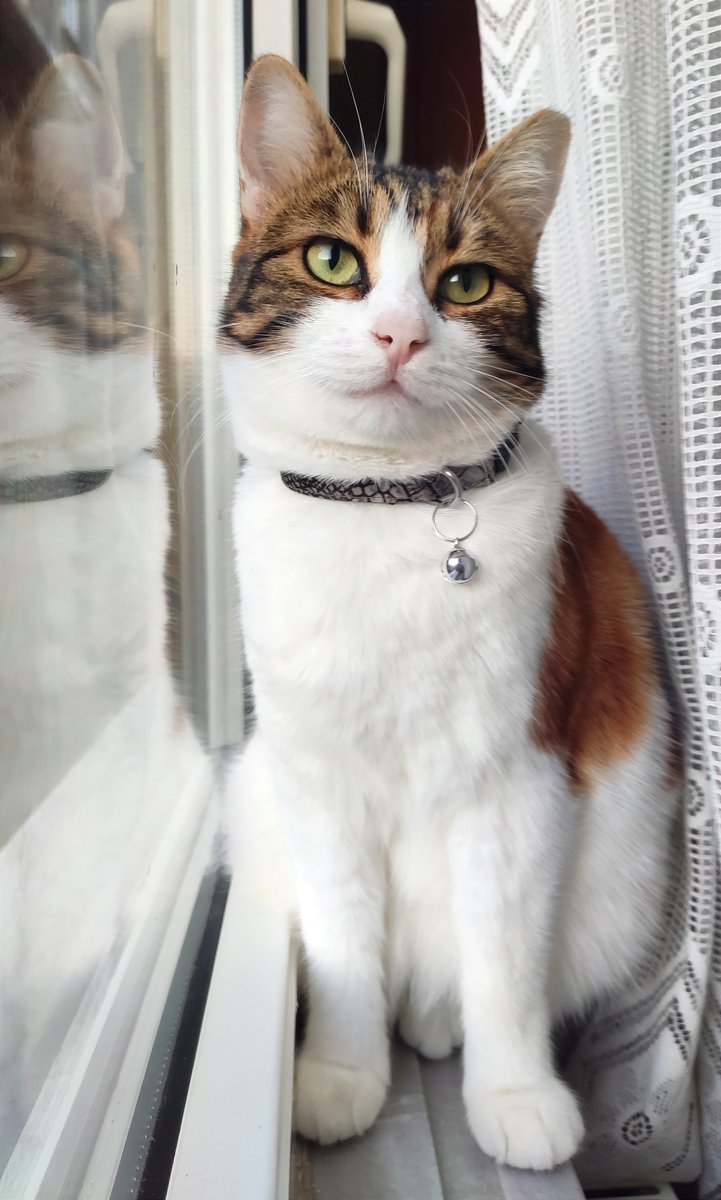 Sushifindik's tweet photo. 😚 #CalicoCrew #CatsOfTwitter https://t.co/UDex4Eqfhy