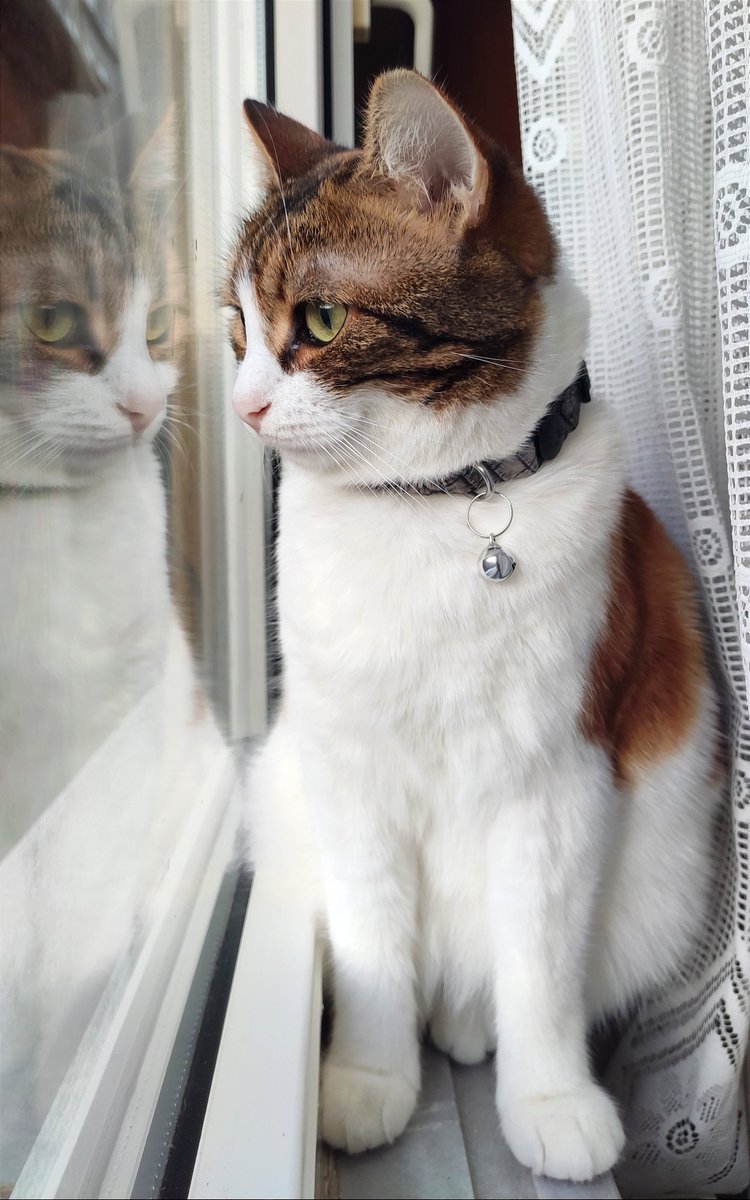 😚 #CalicoCrew #CatsOfTwitter