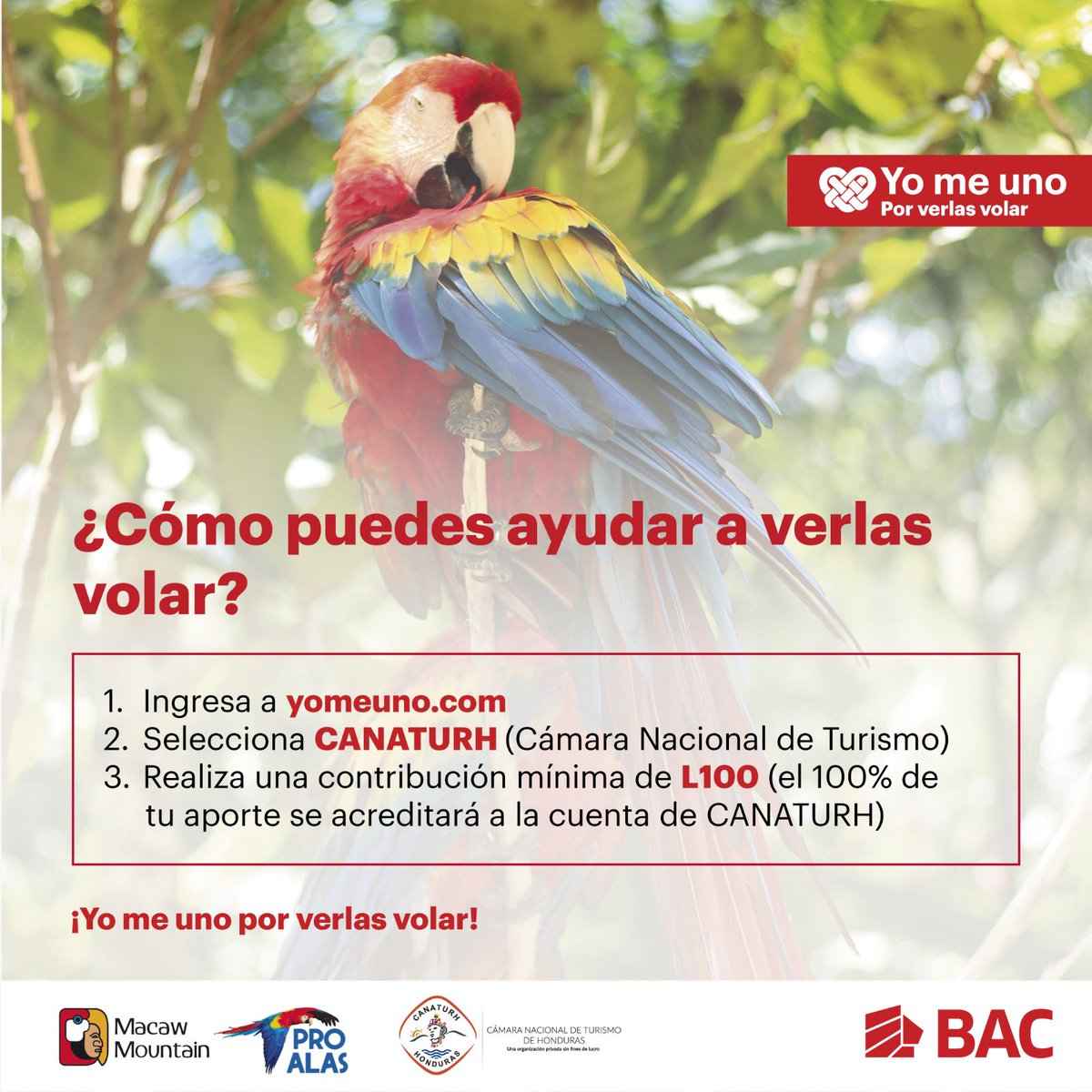 COHEPHonduras's tweet photo. El Parque Macaw Mountain de Copán Ruinas sufrió devastadores daños a causa de las lluvias en el occidente de Honduras, ocasionando el deceso de guacamayas, tucanes y locas. El @COHEPHonduras hace un llamado para que nos unamos a la reconstrucción de este parque y la protección de nuestras aves, que representan una sinfonía de belleza, libre y colorida.