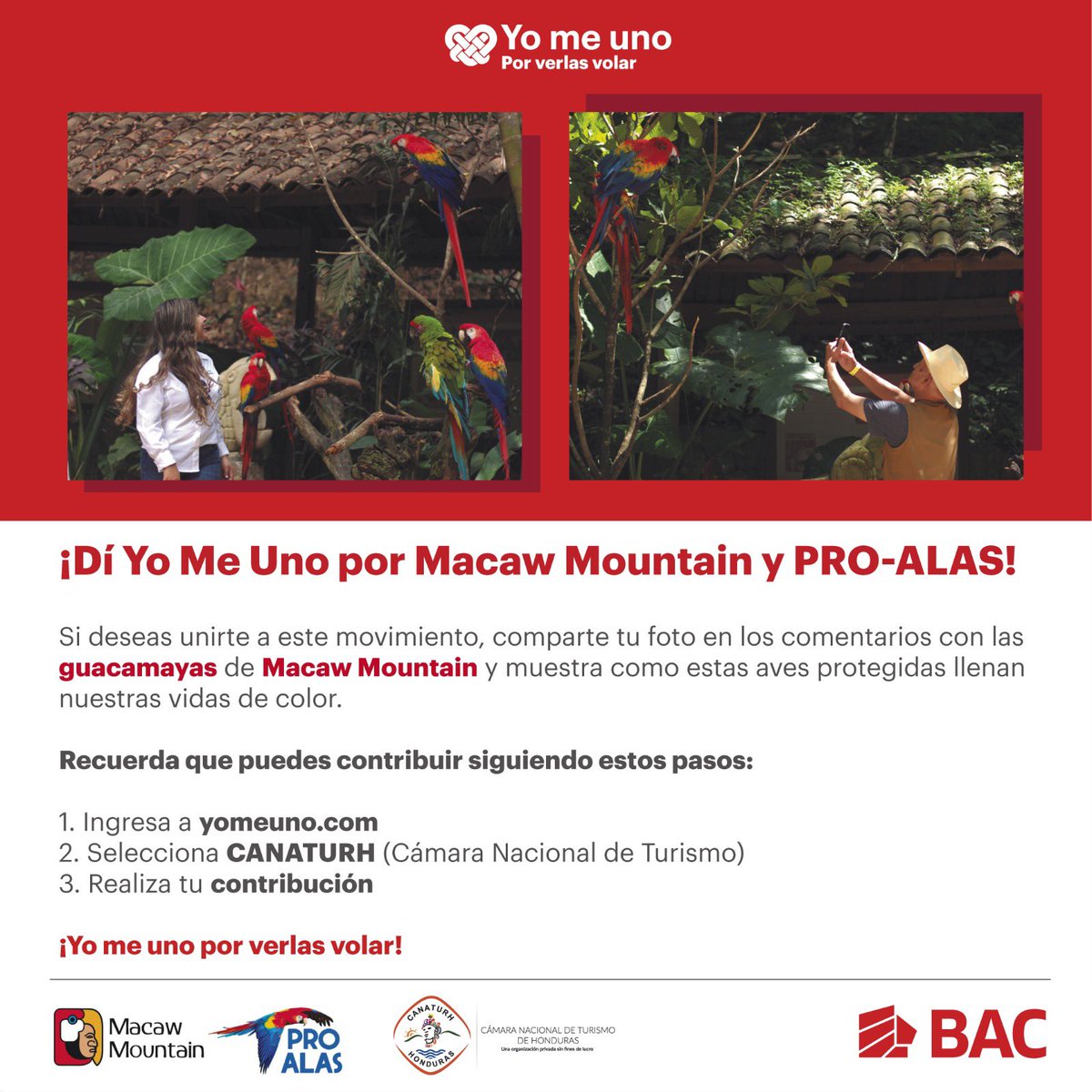 COHEPHonduras's tweet photo. El Parque Macaw Mountain de Copán Ruinas sufrió devastadores daños a causa de las lluvias en el occidente de Honduras, ocasionando el deceso de guacamayas, tucanes y locas. El @COHEPHonduras hace un llamado para que nos unamos a la reconstrucción de este parque y la protección de nuestras aves, que representan una sinfonía de belleza, libre y colorida.