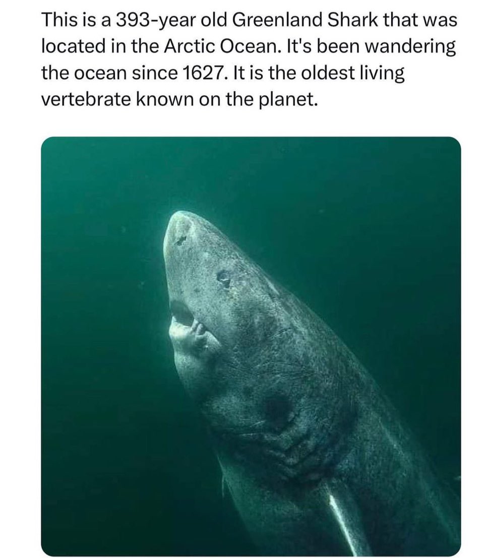 PallaviGunalan's tweet image. when my gen z friends introduce me