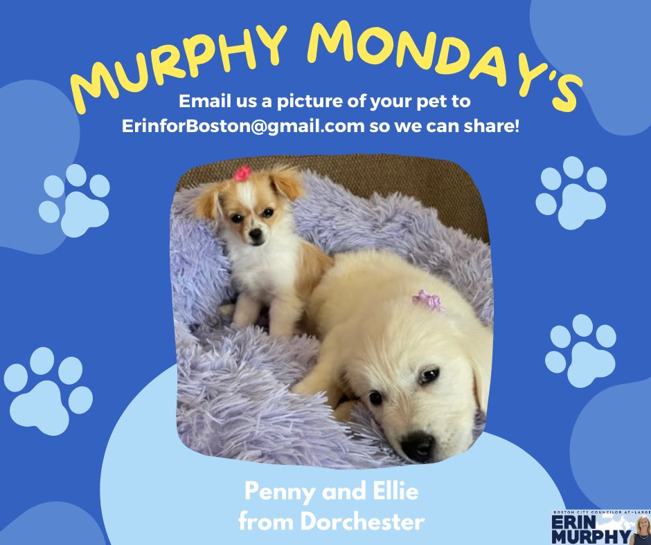 Happy #MurphyMonday from Penny and Ellie of Dorchester!🐾 Don't forget to send pictures of your furry friends for next week's Murphy Monday! #TeamMurphy #comingtogether #bospoli #actionnotjustwords