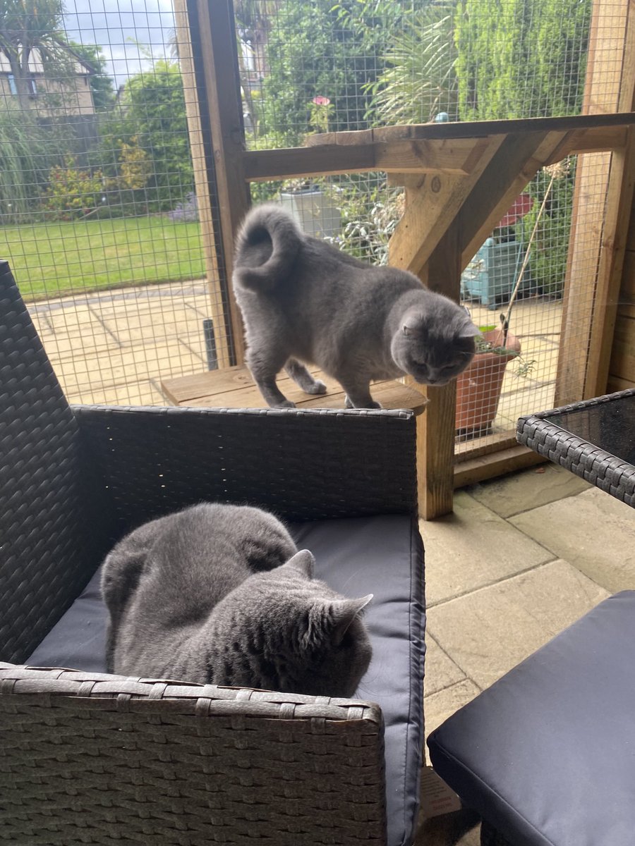sarahmog's tweet image. Blue boys in catio #Catio #CatsOfTwitter