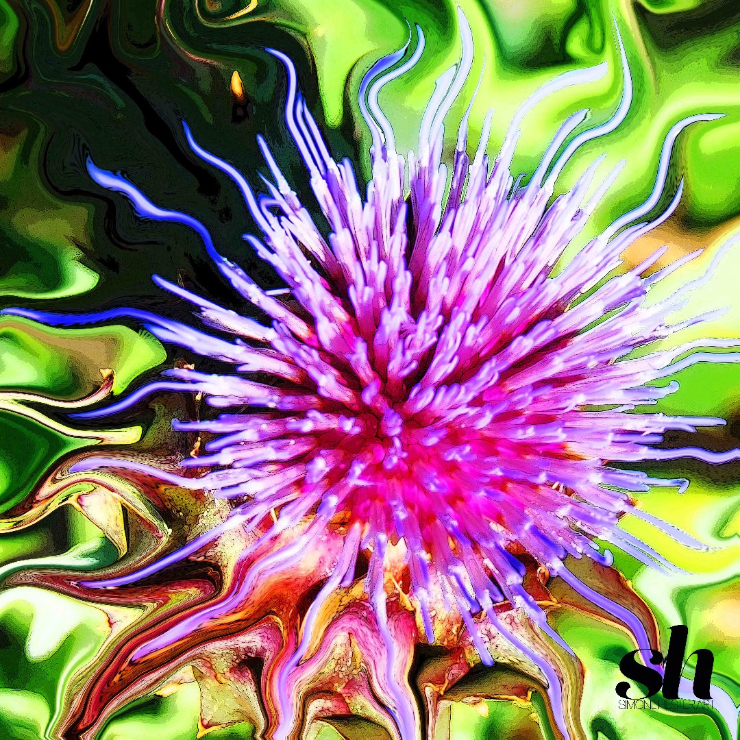 SimoneHesterArt's tweet photo. To some this is a weed, others a beautiful #flower. It's all how you perceive something. What remains most important is that there's #beauty in a lot of things, including a "Thistle."

You'll find this #photo on my website. Stop "buy" &amp; see this, along with other works.

#fineart https://t.co/QofHRMKpMh