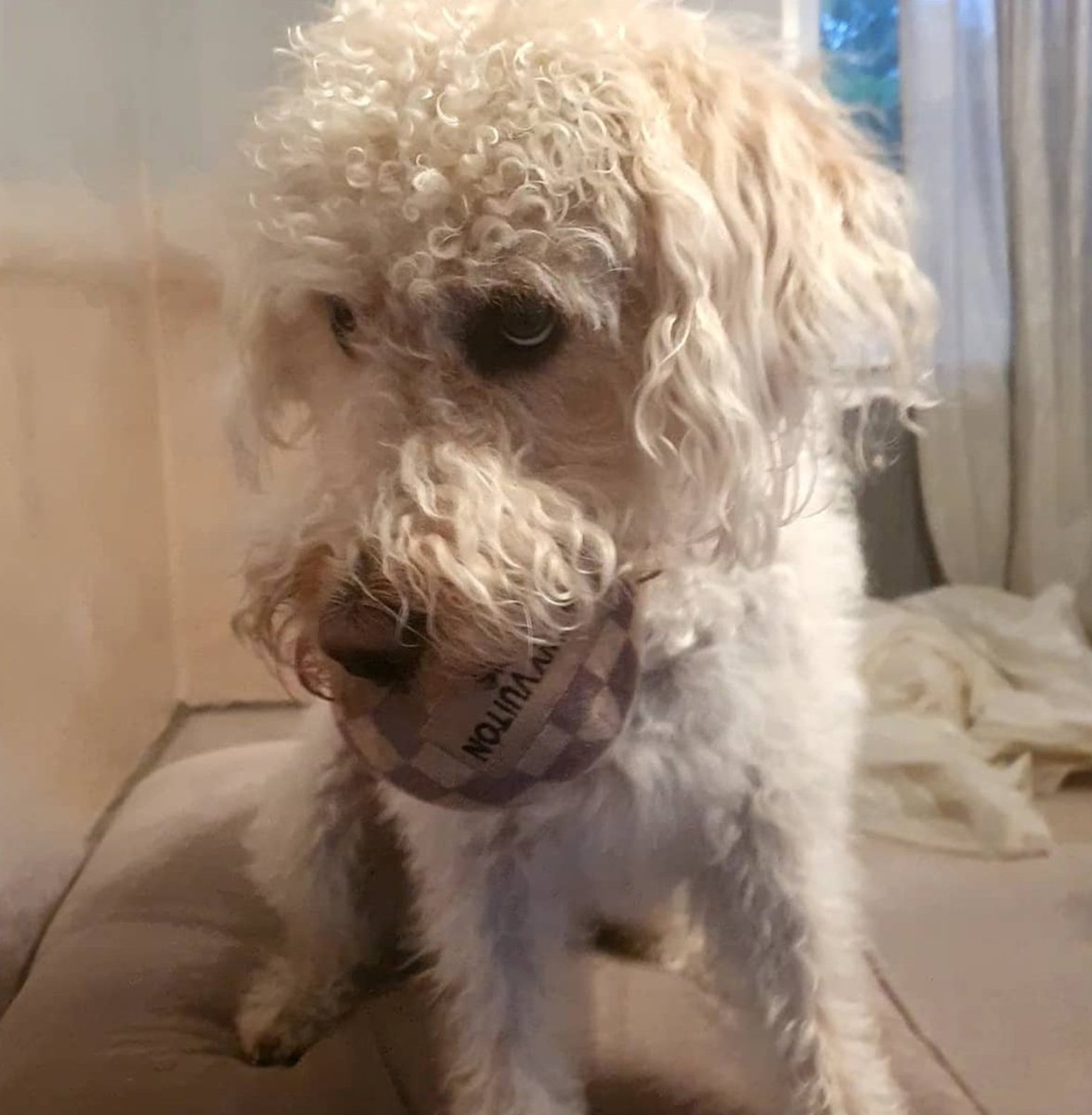 Stephanie Green tweet media