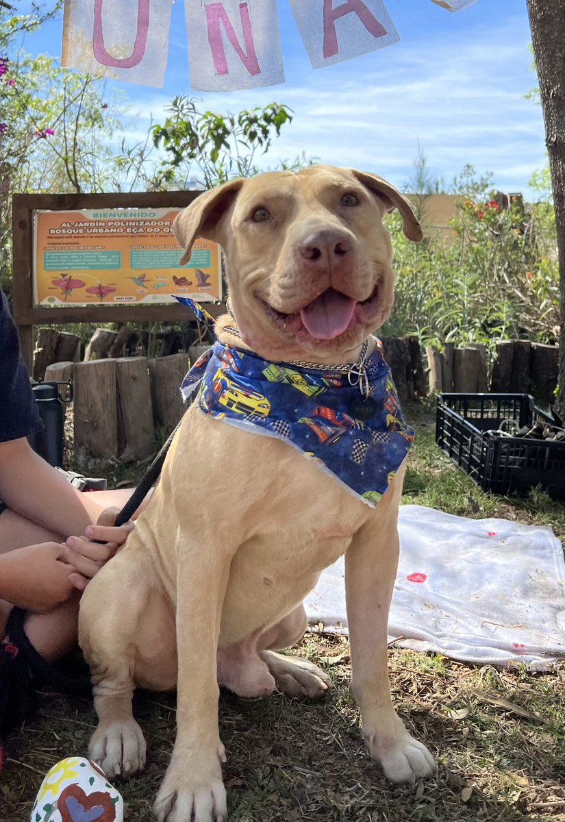 adoptagdl's tweet photo. RT #Adopta a TOÑO 
#Perrito, 2 a 3 años, talla mediana. DVE. 
clarissa_rubio8@yahoo.com o 3324800065 https://t.co/8J6UHPMoQt