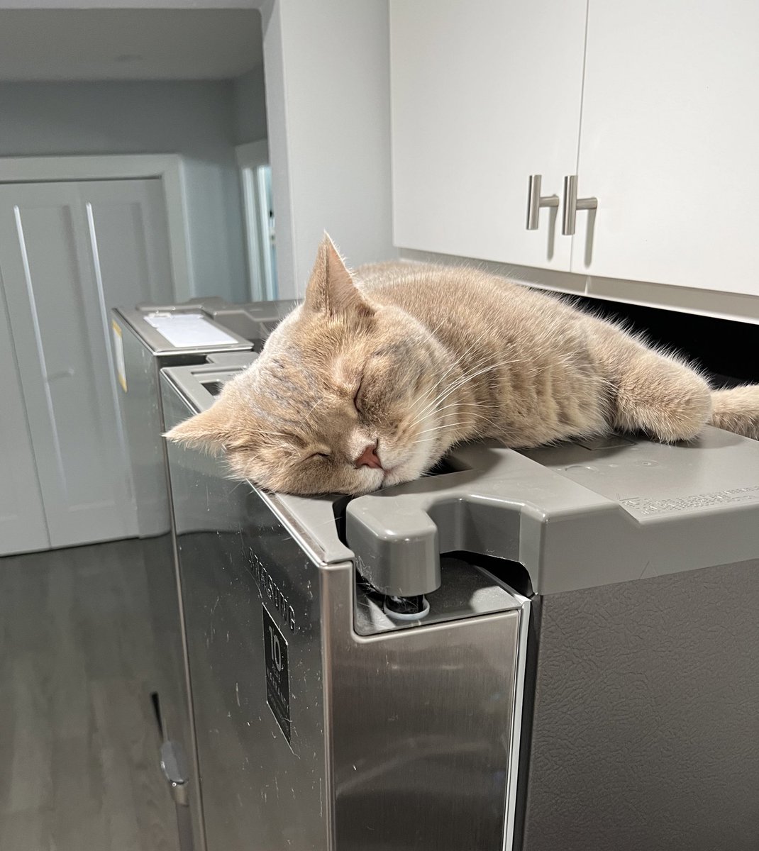 kofibins's tweet photo. I don’t know when or how you’re going to open the fridge but certainly not when I’m napping. Lunch will have to wait. Your lunch. Mine? I wake up to the tune of a can being opened. 😺☀️

#CatsAreFamily #CatsOfSummer #CatsOfTwitter #CatsOfX #CatsLover #Hedgewatch https://t.co/Pxi7NvsMHF