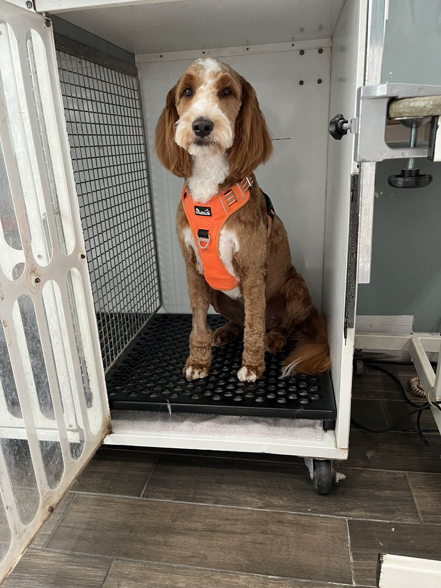 Rainy is all fresh after his groom. 🐶🐾 He’s probably one of the best doodle’s I help groom (and that says a lot because doodles are stinkers to groom most of the time) He’s such a good and handsome boy. 🧡