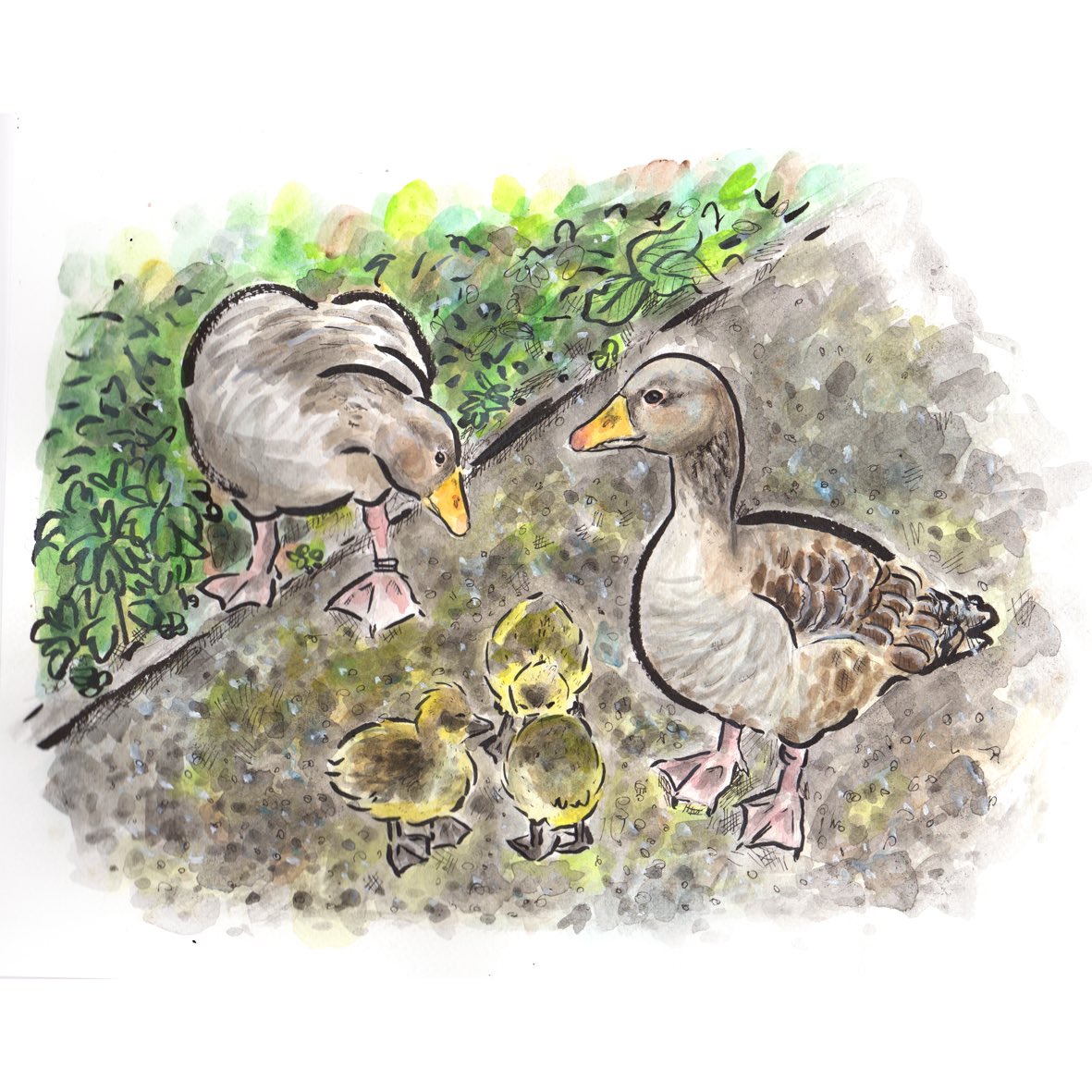 #thingsiseewhenirun #greylag #geese #greylaggeese #goslings #watercolour #Watercolourpainting #watercolorillustration #illustration #drawdrawdraw #drawing #riverfoss #york